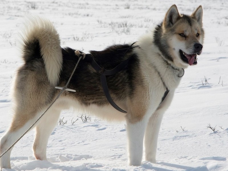 Dypeste bassen i&nbsp;klassen