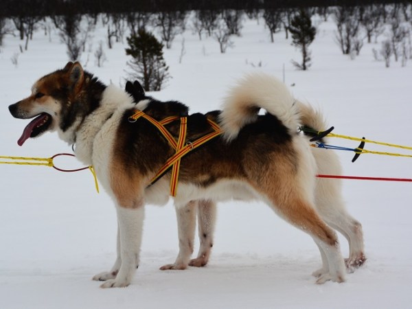 Med hund på&nbsp;bre