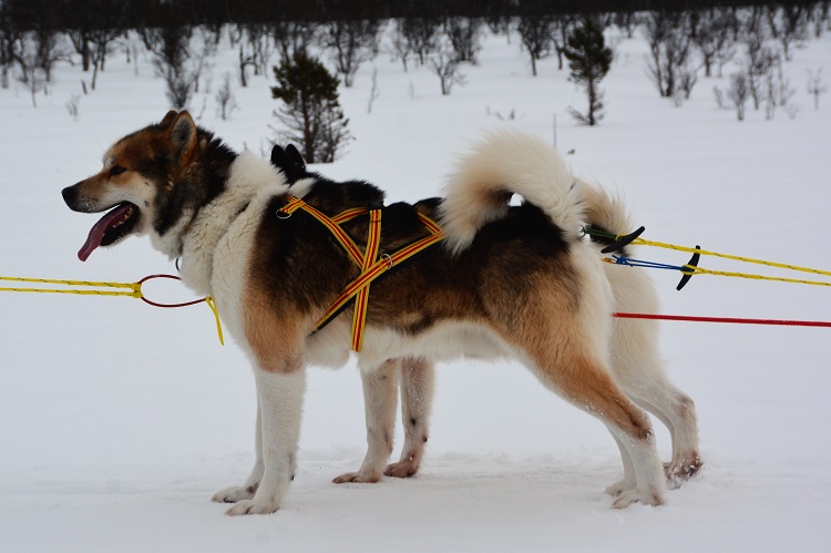 Med hund på&nbsp;bre