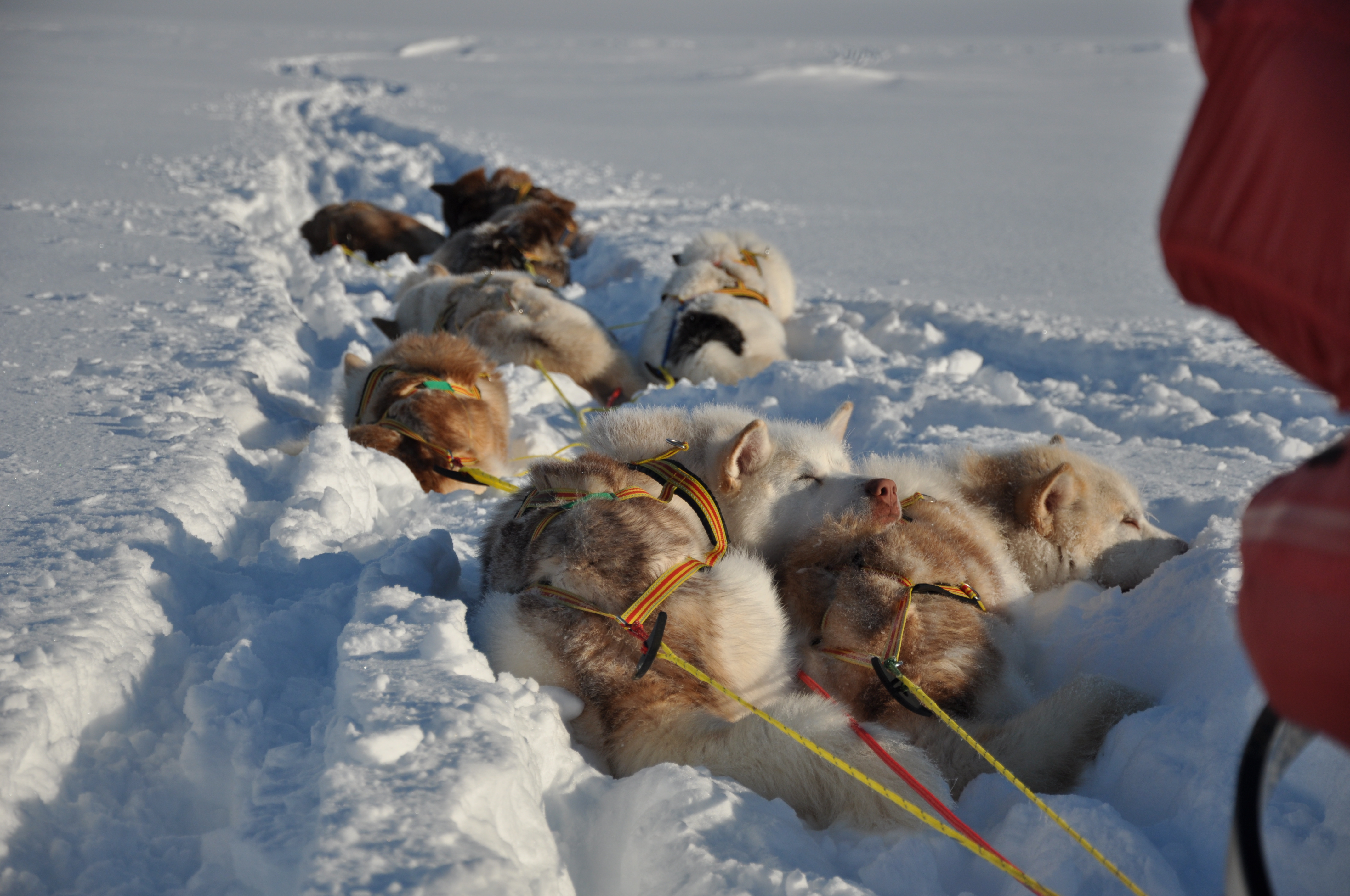 Grønlandshund, Ekmanfjorden, Svalbard