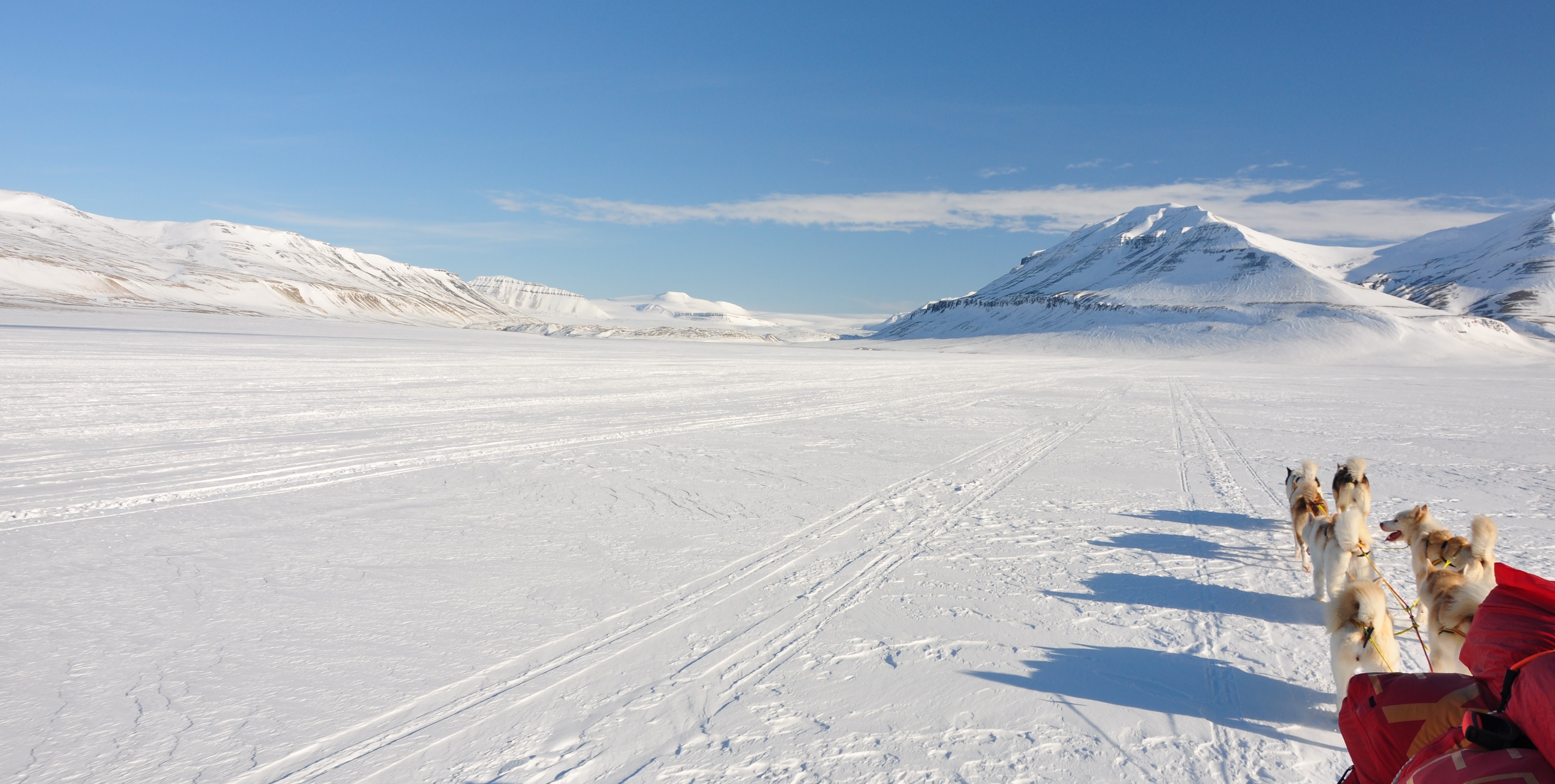 Grønandshunder på vei gjennom Sassendalen, Svalbard