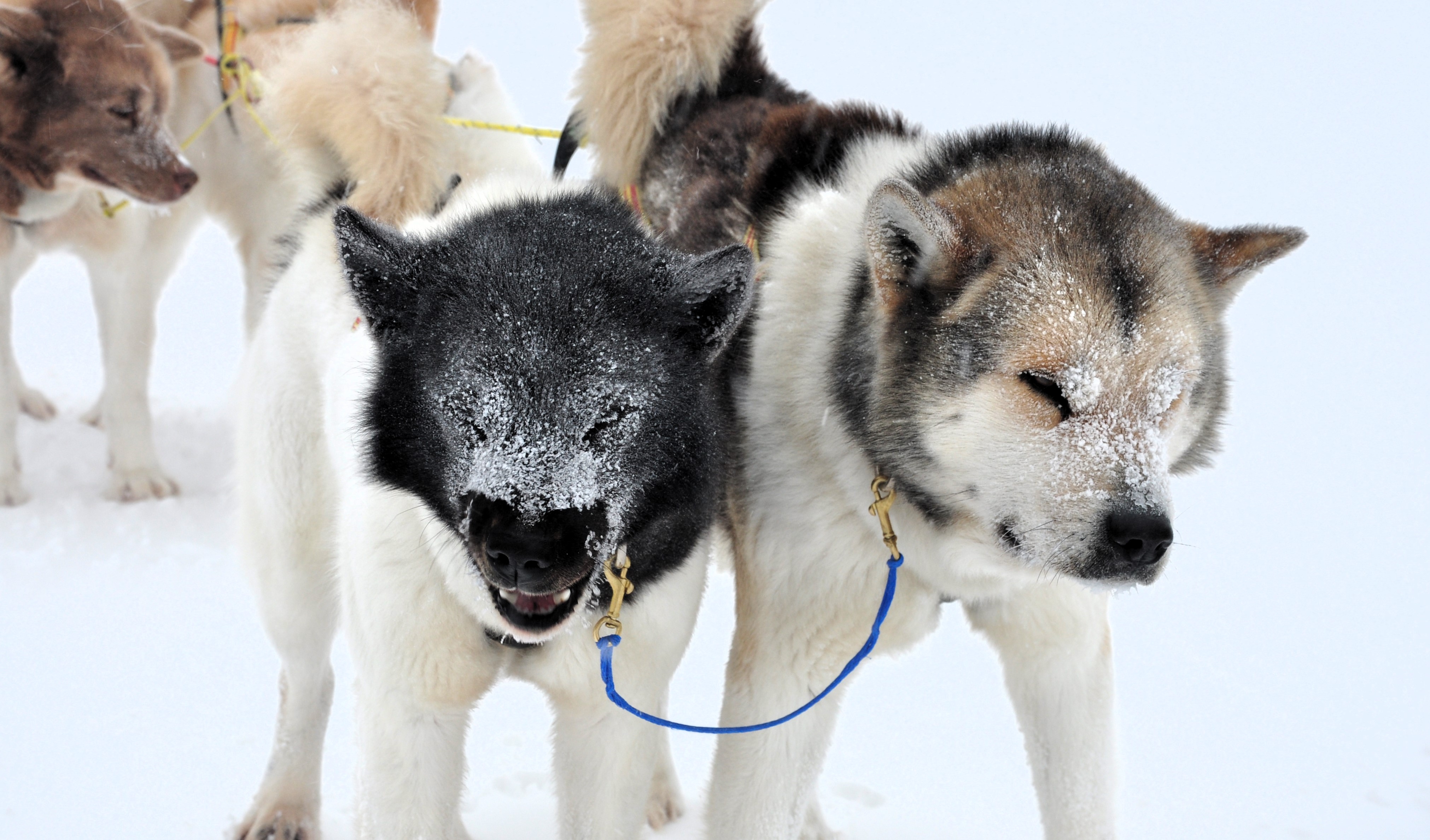 Grønlandshunder i uvær