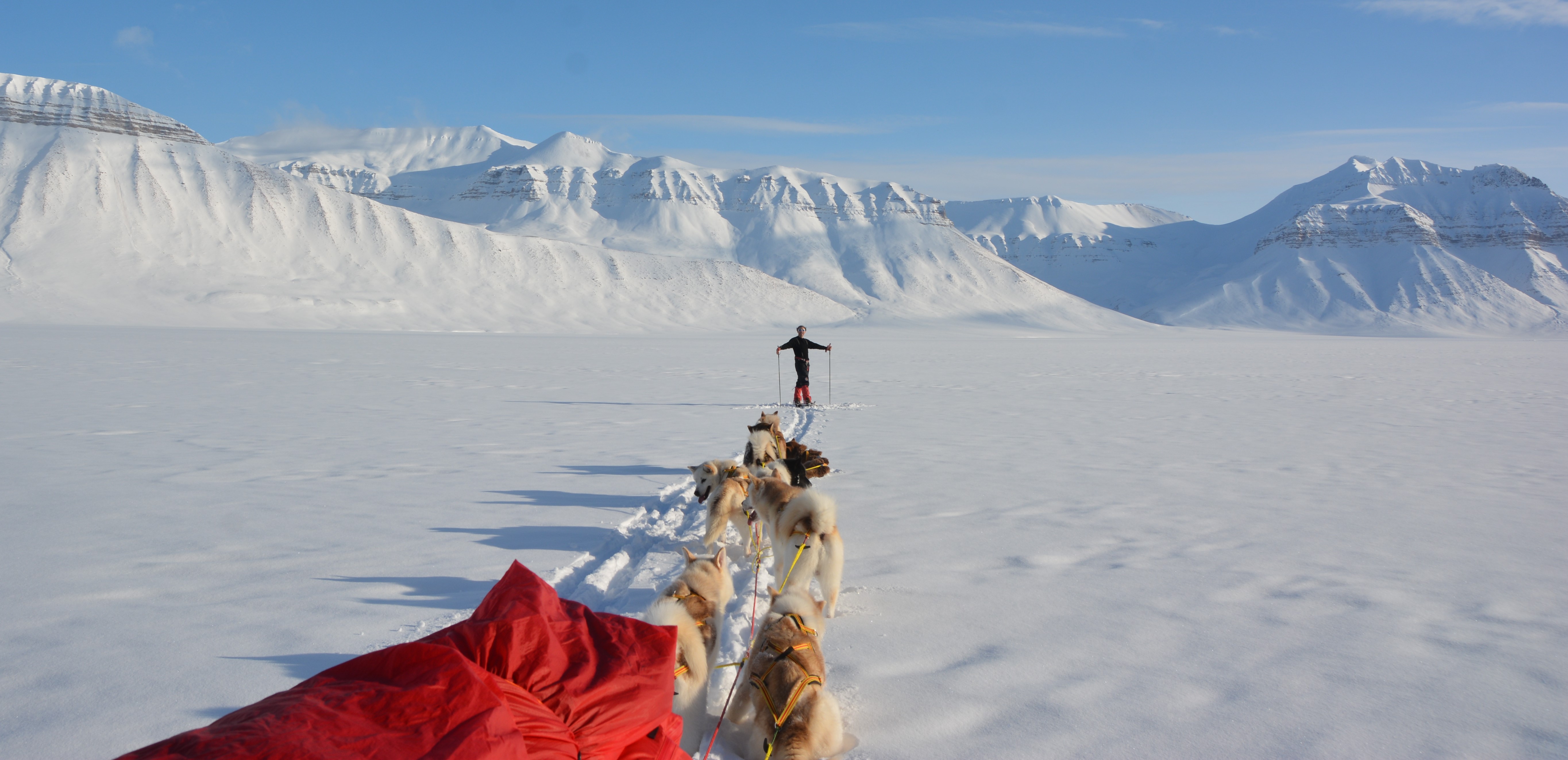 Grønlandshunder krysser Ekmanfjorden, Svalbard