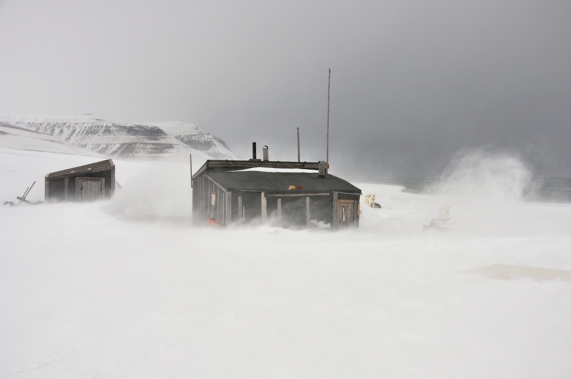 Grønlandshunder i storm på Kapp Wijk, Svalbard